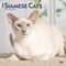 Siamese Cats | 2026 12 x 24 Inch (Hanging) Monthly Square Wall Calendar | Plastic-Free